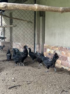 European Ayam Cemani