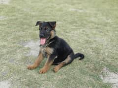 puppy for sale