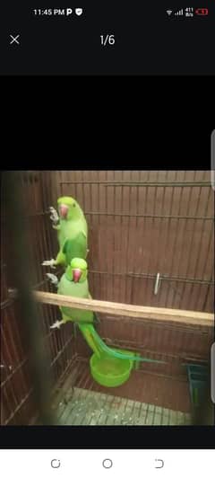 Green parrot breeder pair contact 0324 4102704