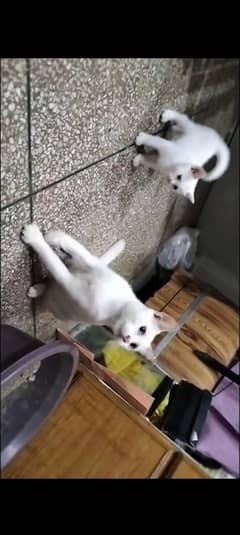 Kitten