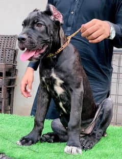 IMPORTED CANE CORSO PUPPIES AVAILABLE FOR SALE