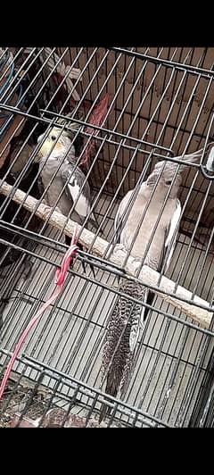 breeder piar & cage sell Woden