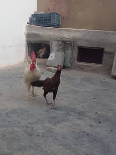 misri