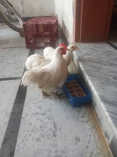 bamtom white