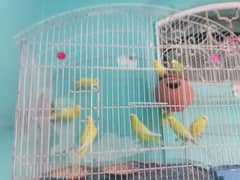 love birds