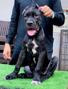 cane corso puppy