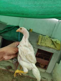 white shamo ring ka chicks ha