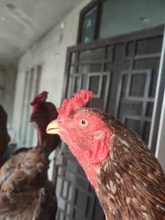 aseel short tail long hight
