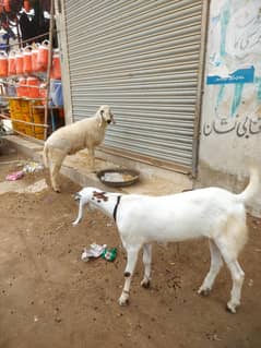 bakra or dumba