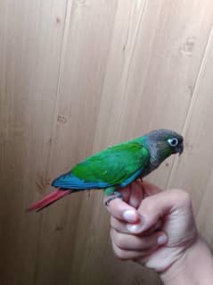 HAND TAME PARROT NO BITE