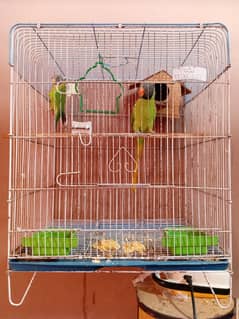 Kashmiri pair healthy with cage