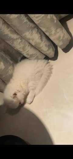 White Persian cat with all accessories