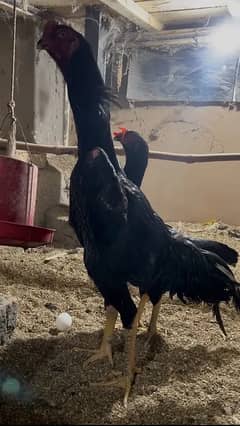 High Quality O shamo chicks available for sale
