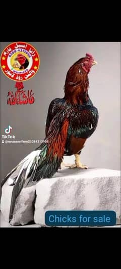 Aseel Burmi pakoy pathi patha choze or Miyanwali Amroha ke chicks bhi