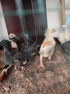 Desi goldan misri chicks