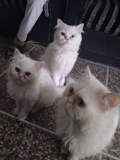 Persian breeder cat pair and 1 female for sale