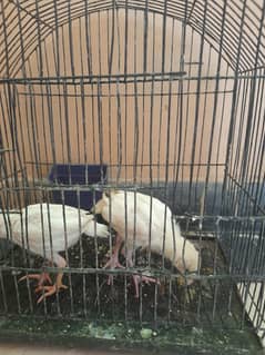 Heera aseel chicks for sale