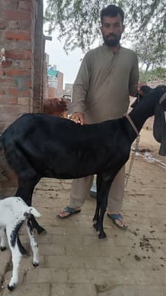 amarsari bital goat