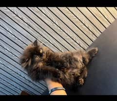 Semi punch face male kitten