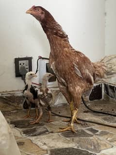 Aseel murgha and aseel murghi with 2 chicks