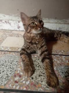 cat for sell