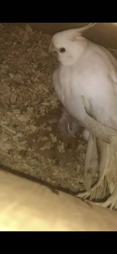 Breeder cocktail eno pair