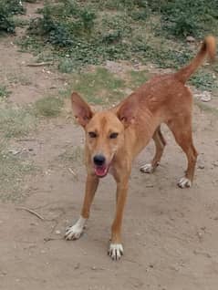 female dog for sale