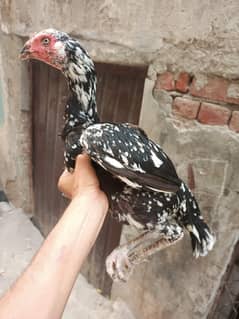 aseel hen for sale