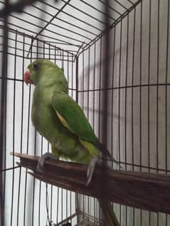 Green Ringnack chiks ava