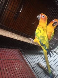 sun conure patha