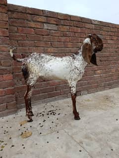 Qurbani