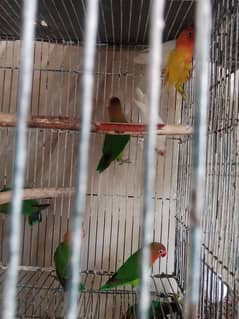 lovebirds