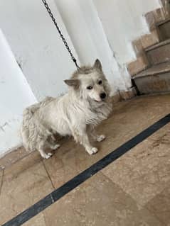 russian dog playfull