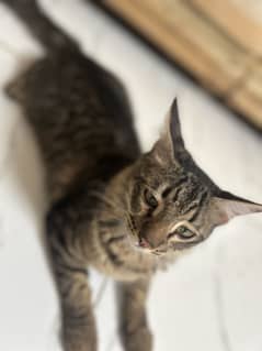 Persion male cat for sale