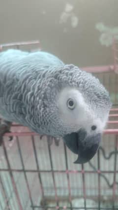 African grey parrots