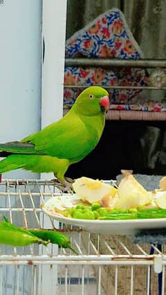 parrot