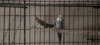 breader pair