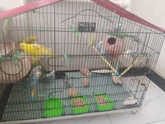 love birds