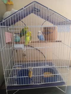 cute 2 pairs Australian parrots + steel cage