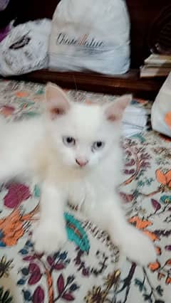 Persian cat