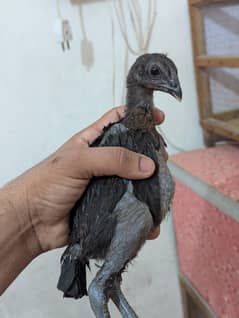 pure black dragon black skin chicks available