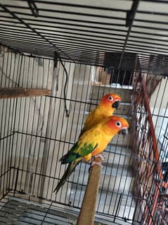 sunconure