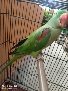 raw parrot