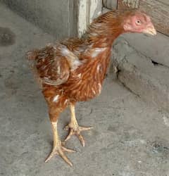 aseel murghian for sale