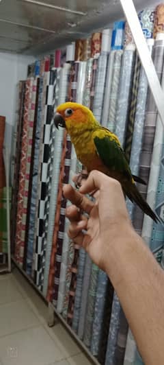 sun conure 03128950185