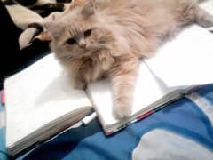 Fawn triple coated cat