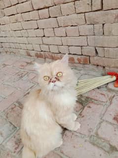 cat persion