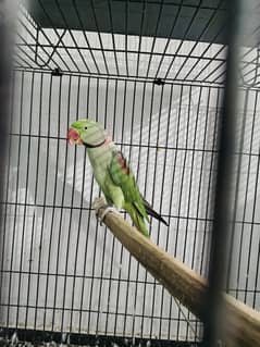 Raw parrot pair for sale