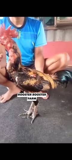 Pure Burmi Import Chicks