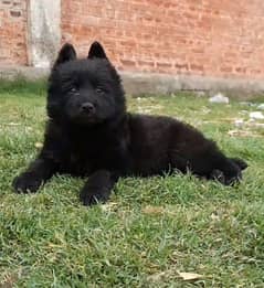 blacshepherdlongcoatfemaleforsale